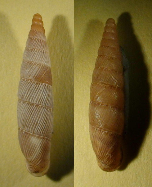 Papillifera transitans (Paulucci,1878)